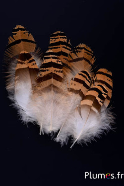 Paon bleu - 10-13 cm - brun naturel